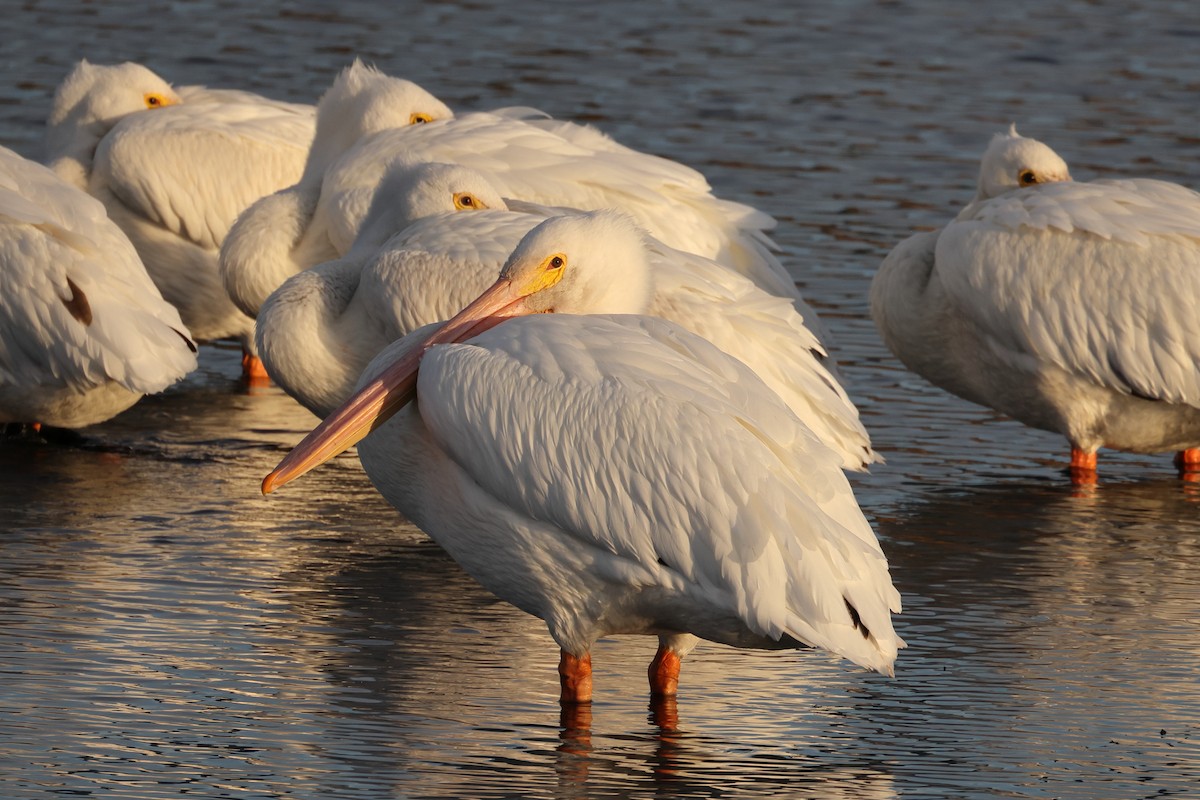 American White Pelican - ML644843857