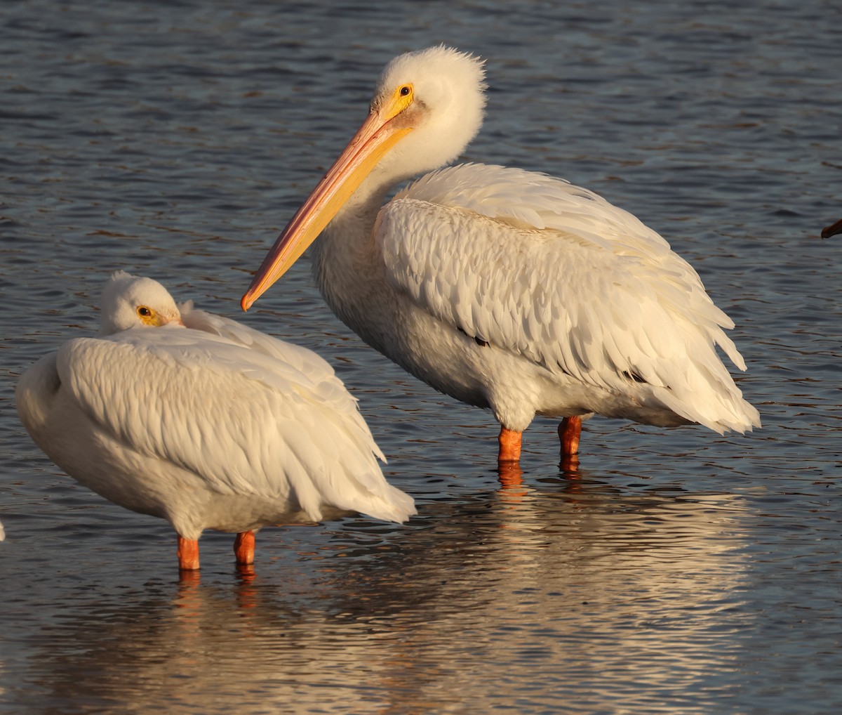 American White Pelican - ML644843858