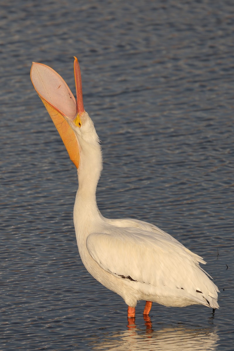 American White Pelican - ML644843859