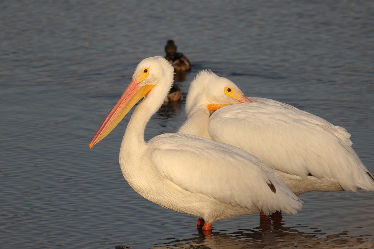 American White Pelican - ML644843860