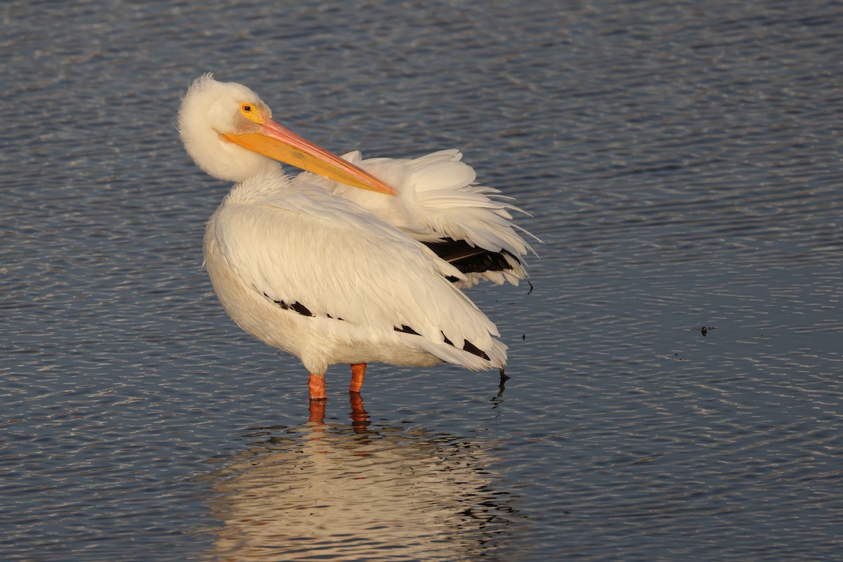 American White Pelican - ML644843861