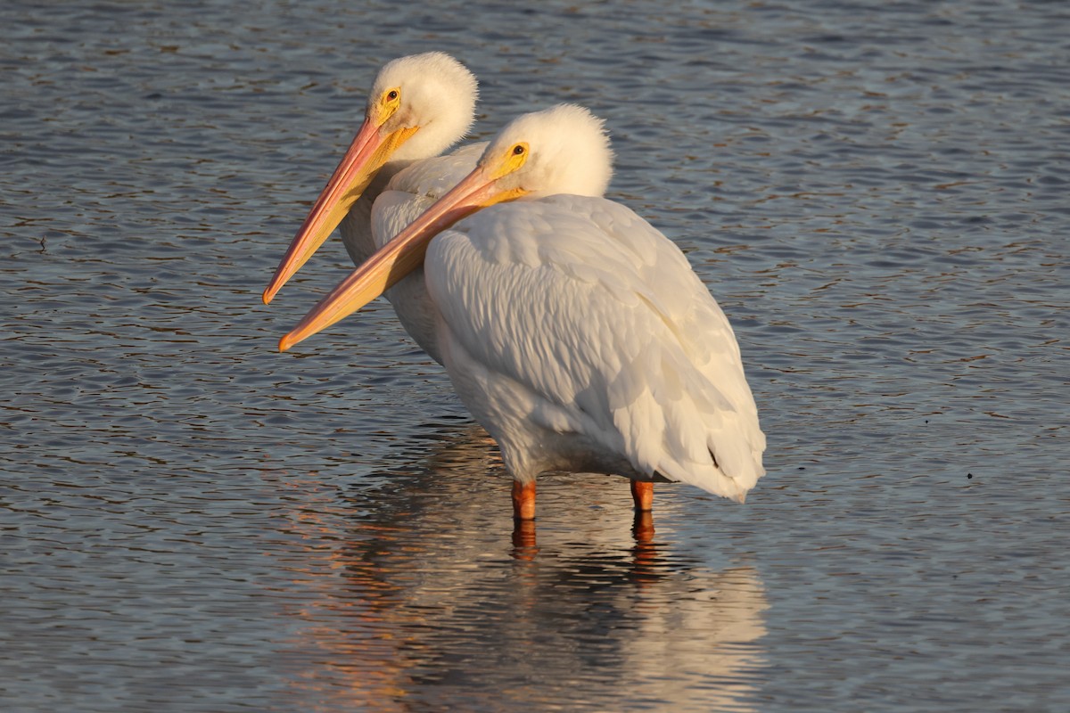 American White Pelican - ML644843863