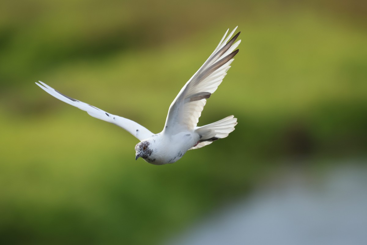 Rock Pigeon (Feral Pigeon) - ML644843928