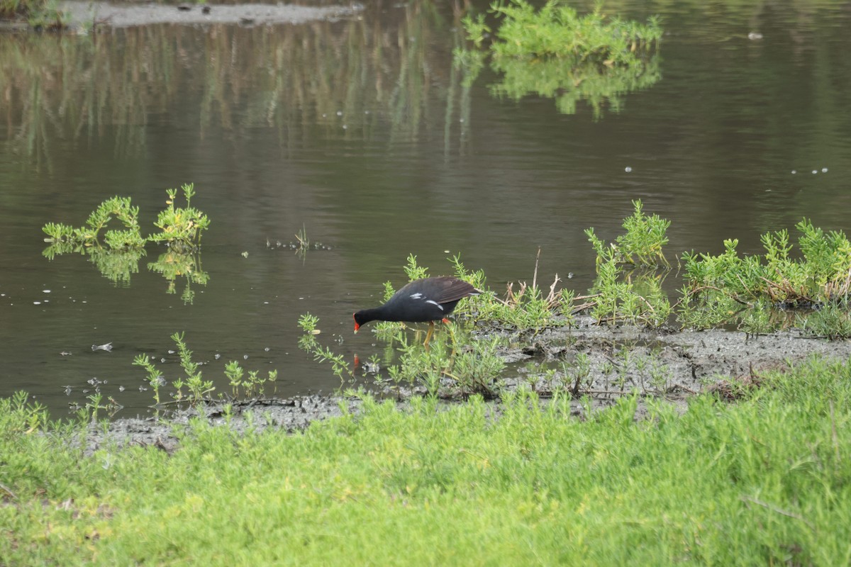 Common Gallinule (Hawaiian) - ML644843931