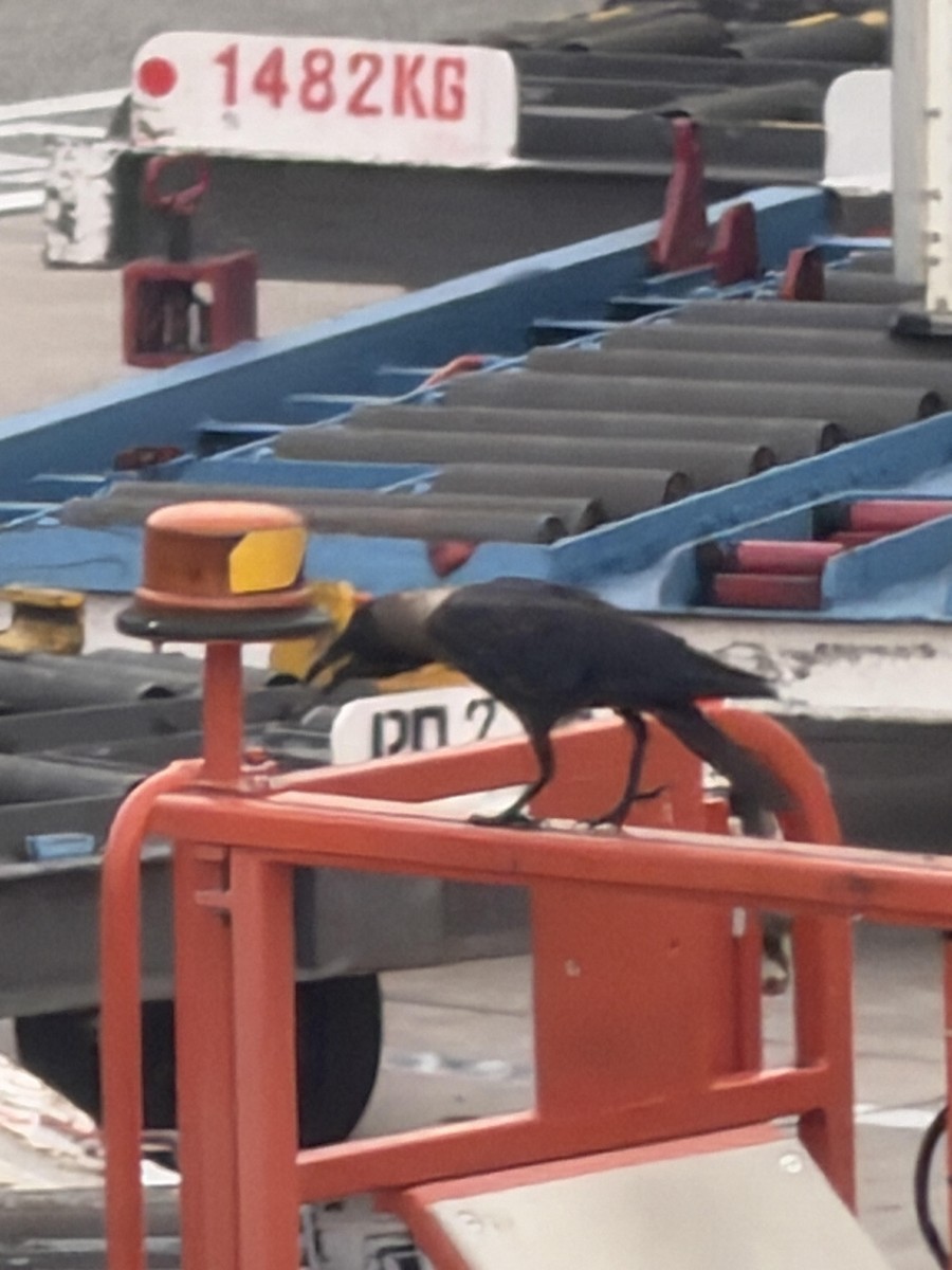 House Crow - ML644843990