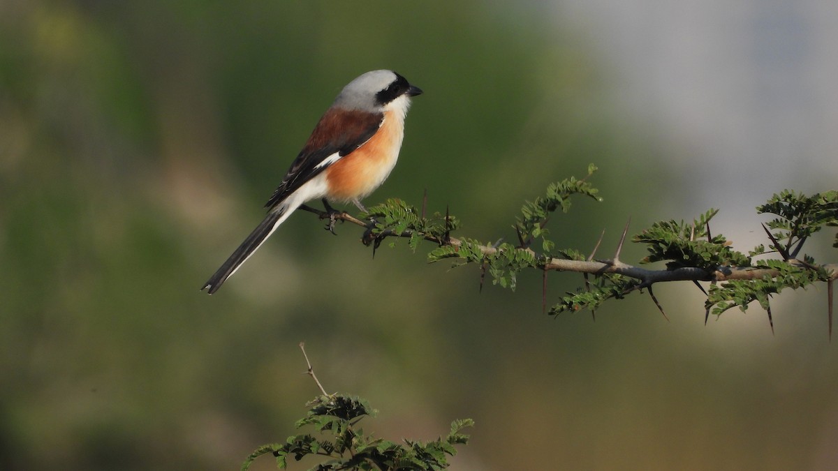 Bay-backed Shrike - ML644843994