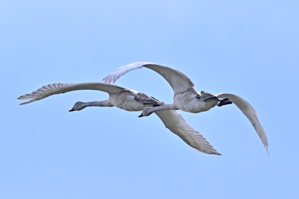 Tundra Swan - ML644844005