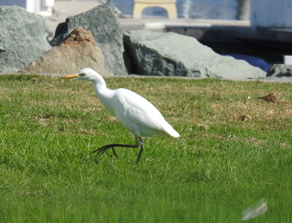 Western Cattle-Egret - ML644844006