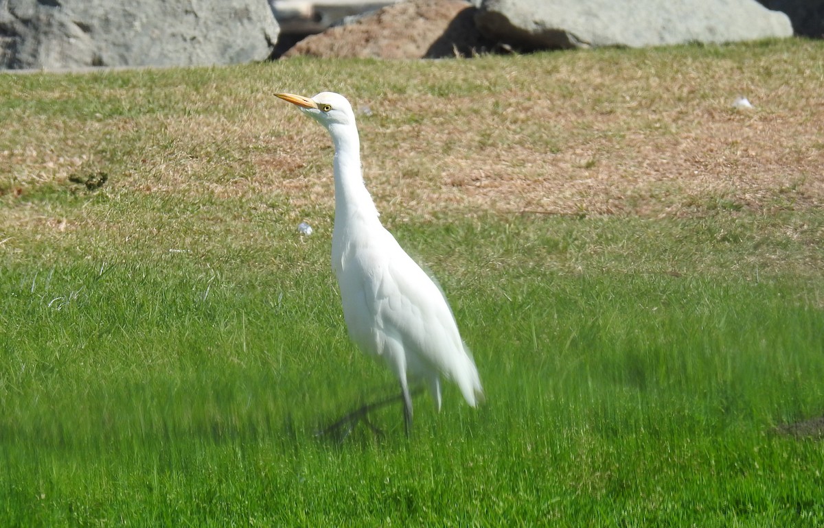 Western Cattle-Egret - ML644844007