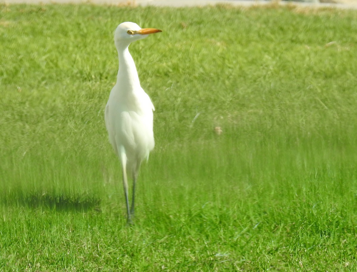 Western Cattle-Egret - ML644844008