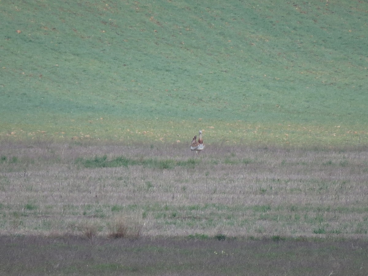 Great Bustard - ML644844018
