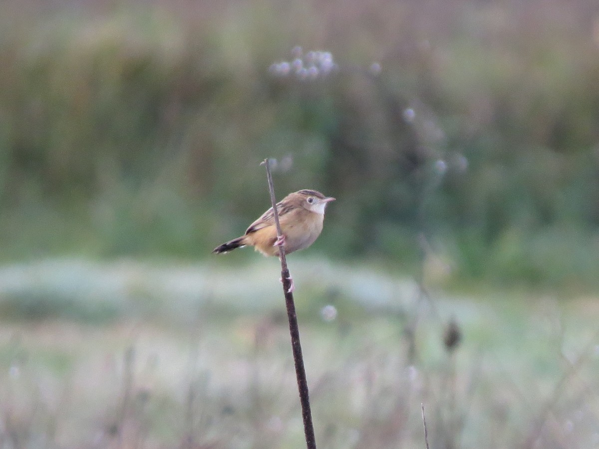 Zitting Cisticola - ML644844021