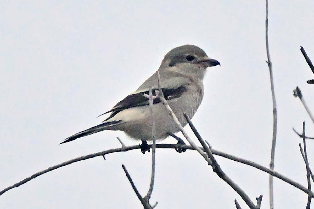 Northern Shrike - ML644844029