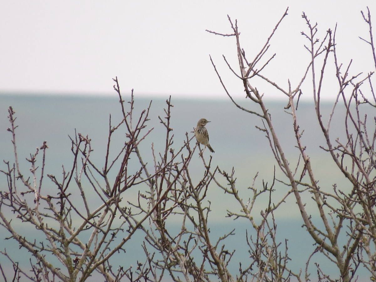 Meadow Pipit - ML644844036