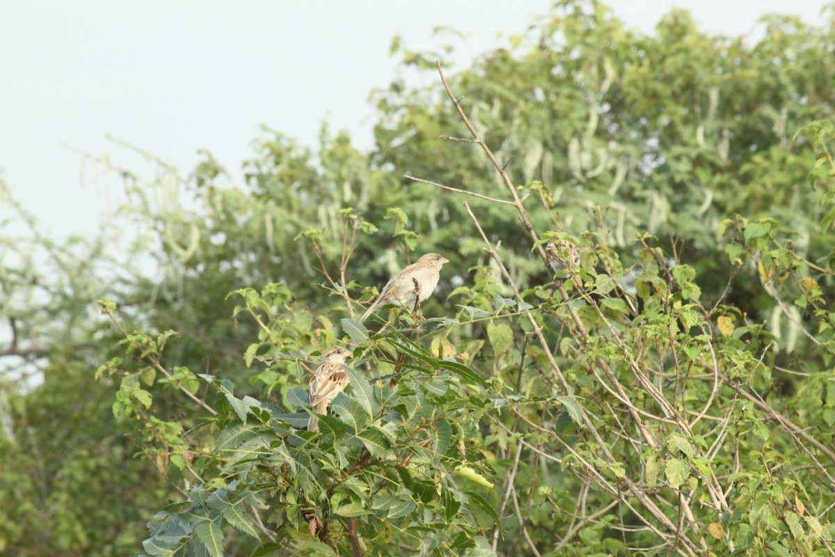 House Sparrow - ML644844043