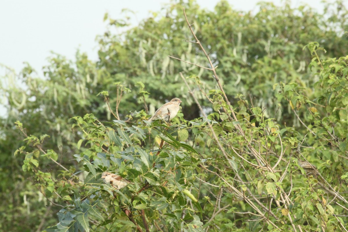 House Sparrow - ML644844044