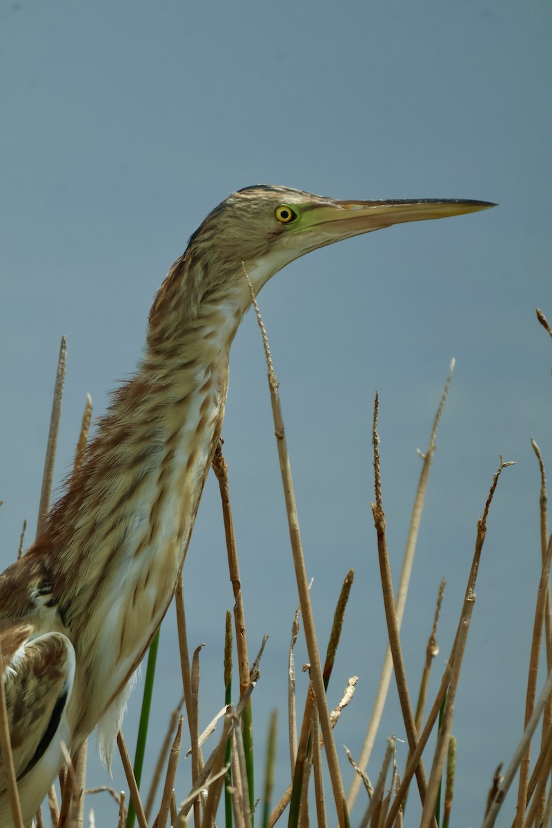 Yellow Bittern - ML644844046