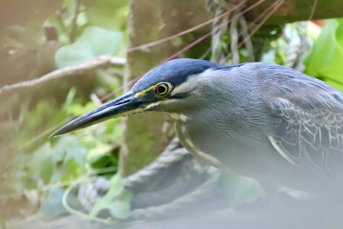 Little Heron - ML644844047