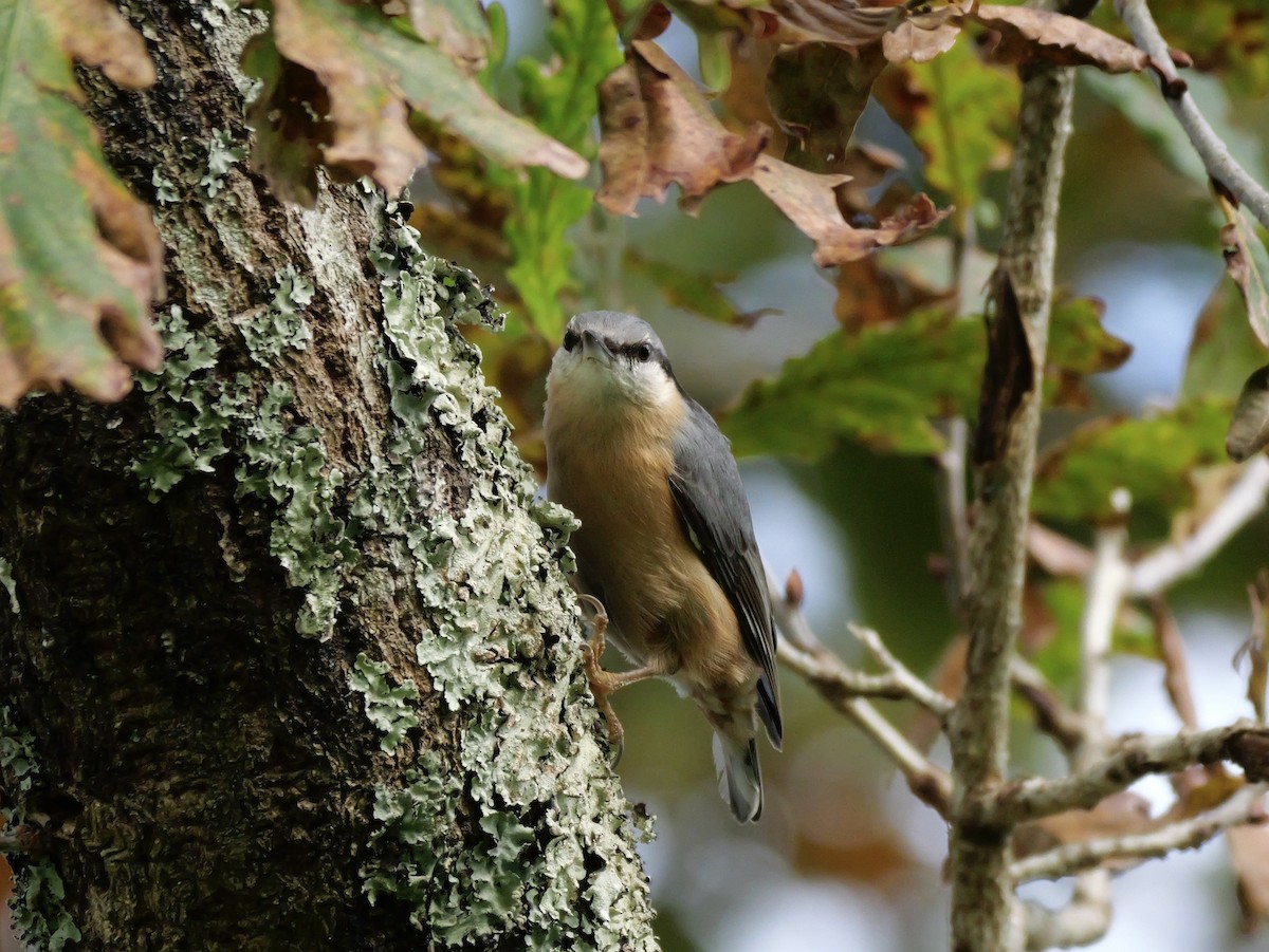 Garrapo eurasiarra - ML644844051