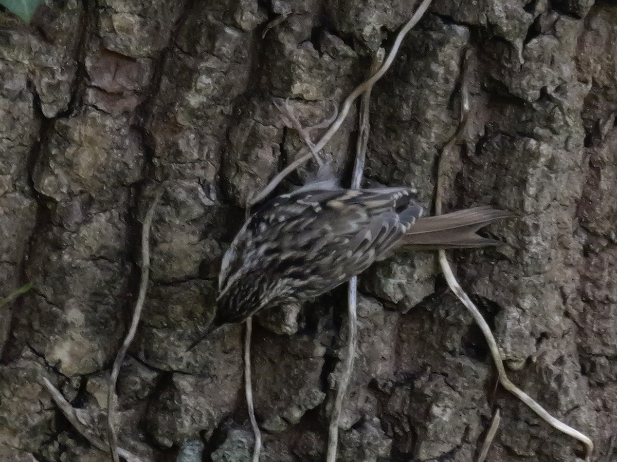 Eurasian Treecreeper - ML644844053