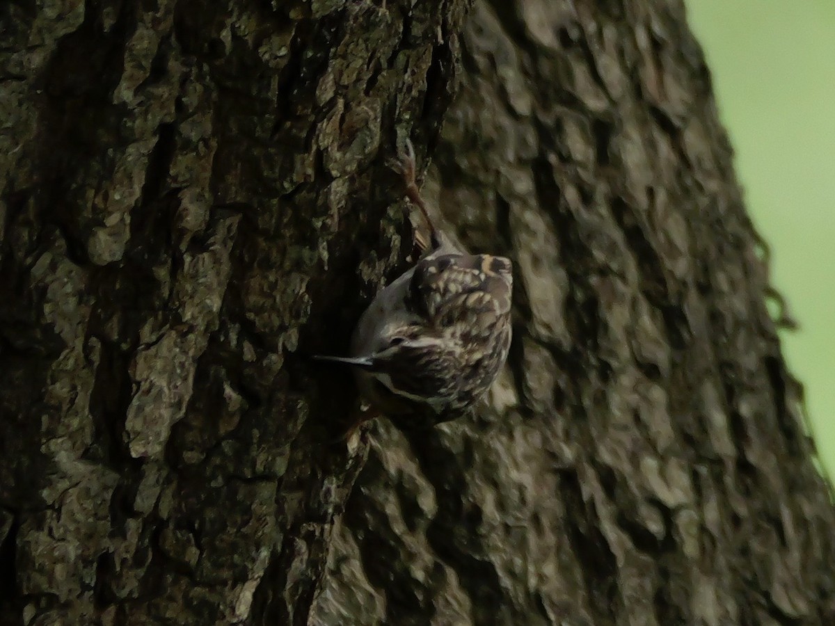 Eurasian Treecreeper - ML644844054