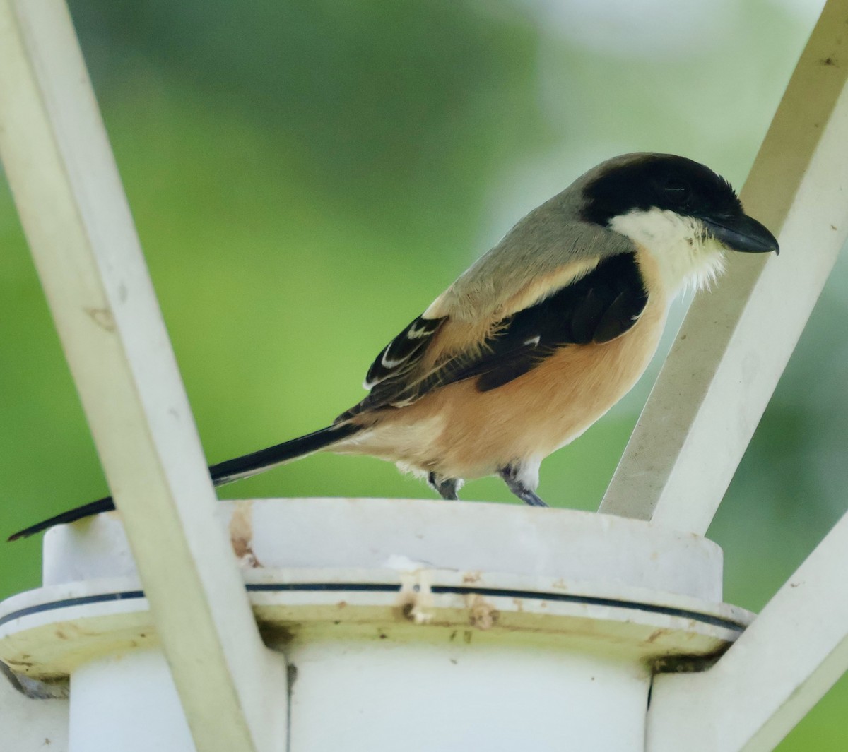 Long-tailed Shrike - ML644844056