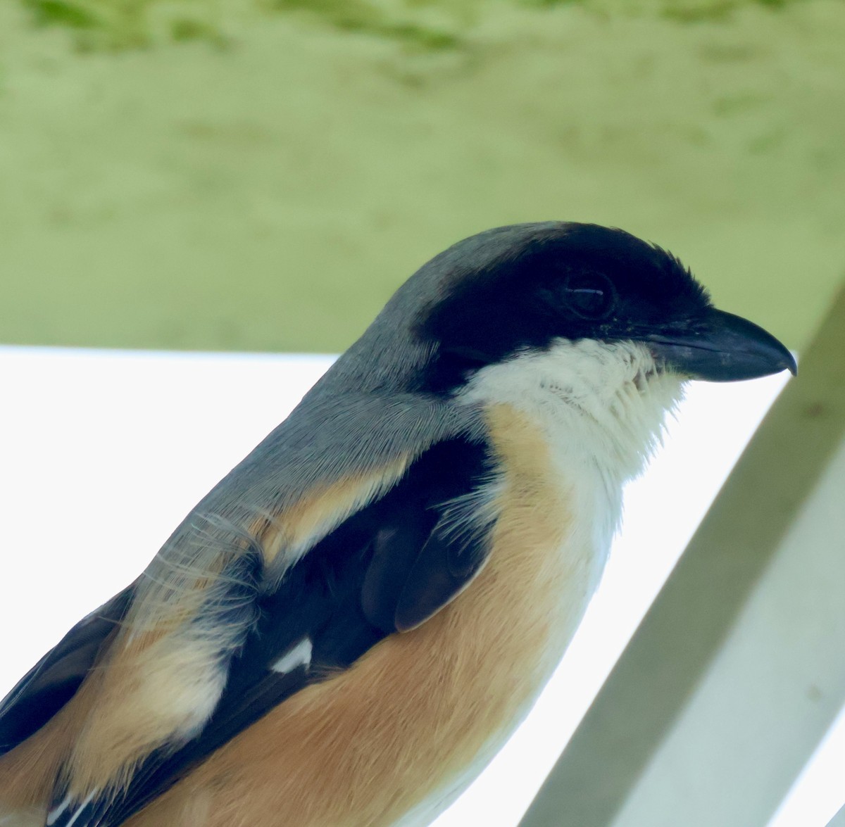 Long-tailed Shrike - ML644844057