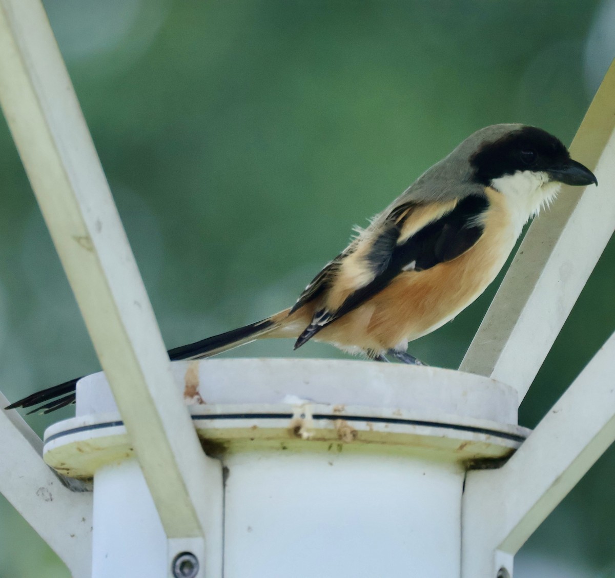 Long-tailed Shrike - ML644844058
