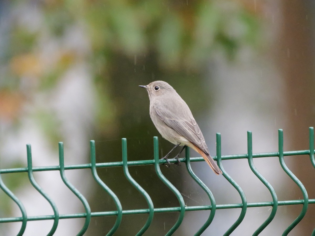 Black Redstart - ML644844060