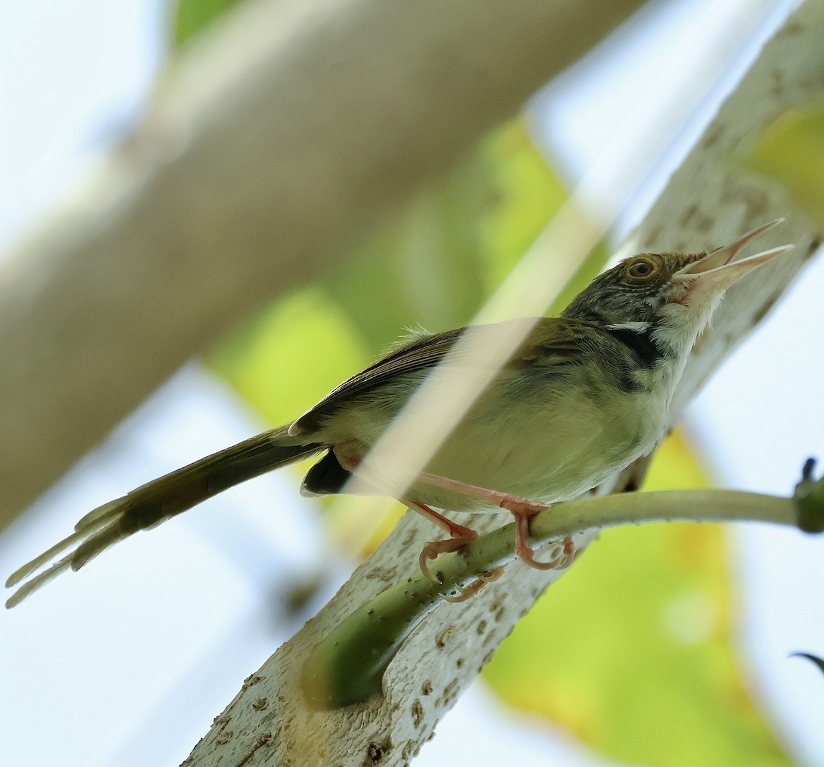 Common Tailorbird - ML644844061