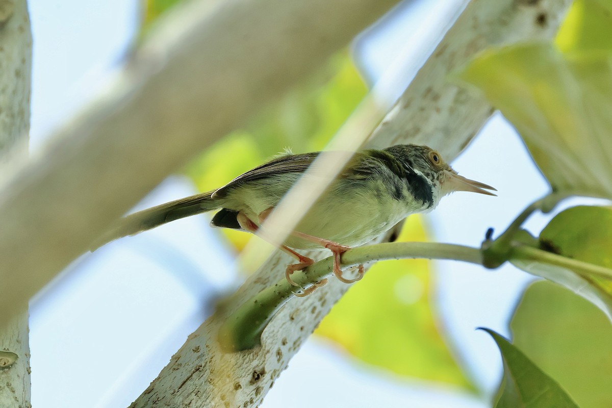Common Tailorbird - ML644844062