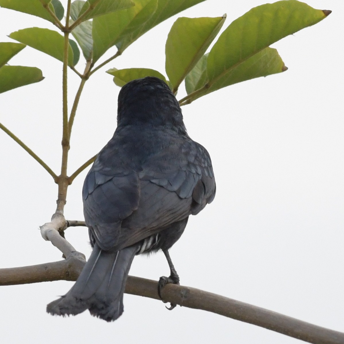 Black Drongo - ML644844067