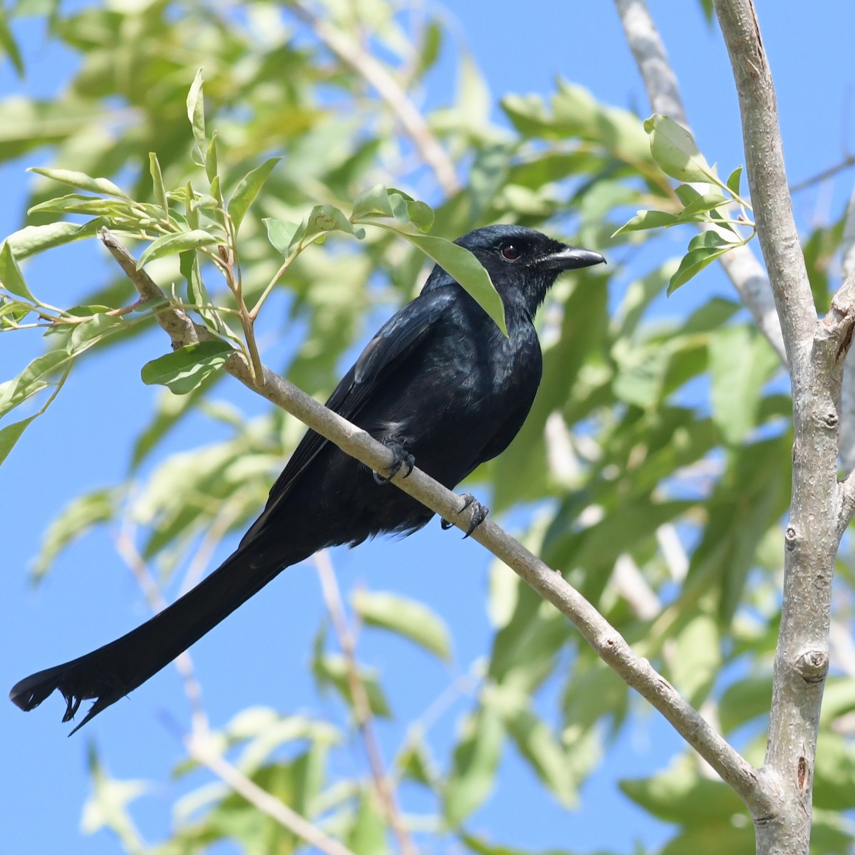 Black Drongo - ML644844068