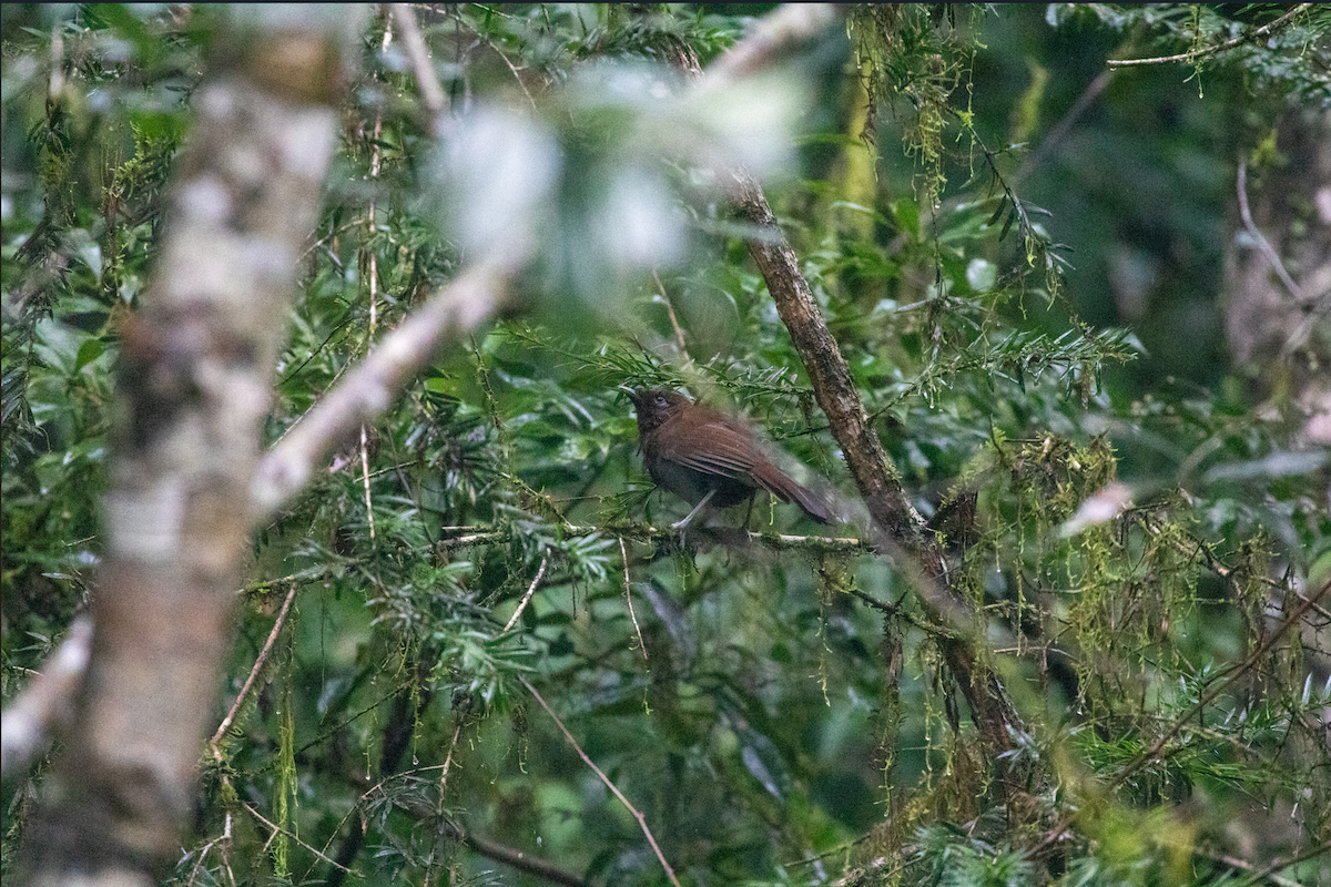 Rusty Laughingthrush - ML644844069