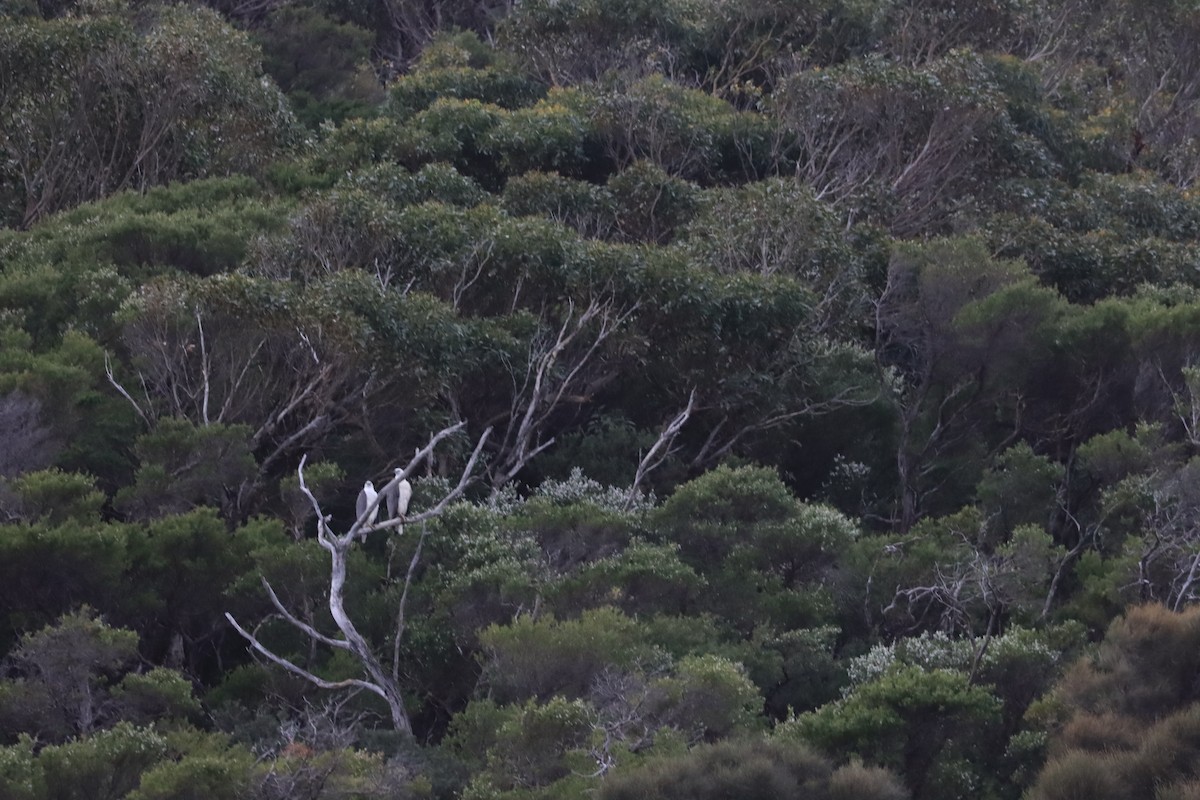 White-bellied Sea-Eagle - ML644844070