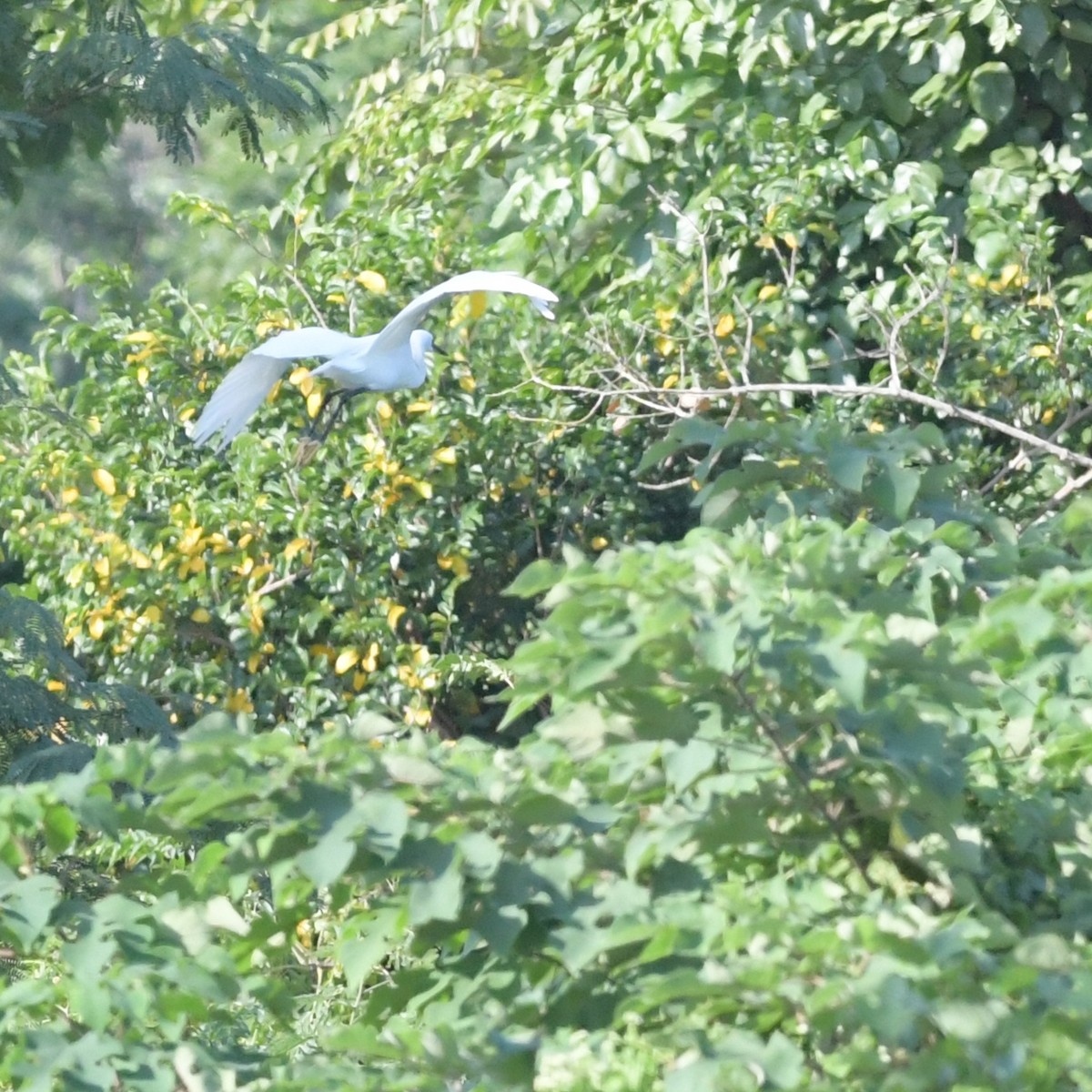 Little Egret - ML644844071