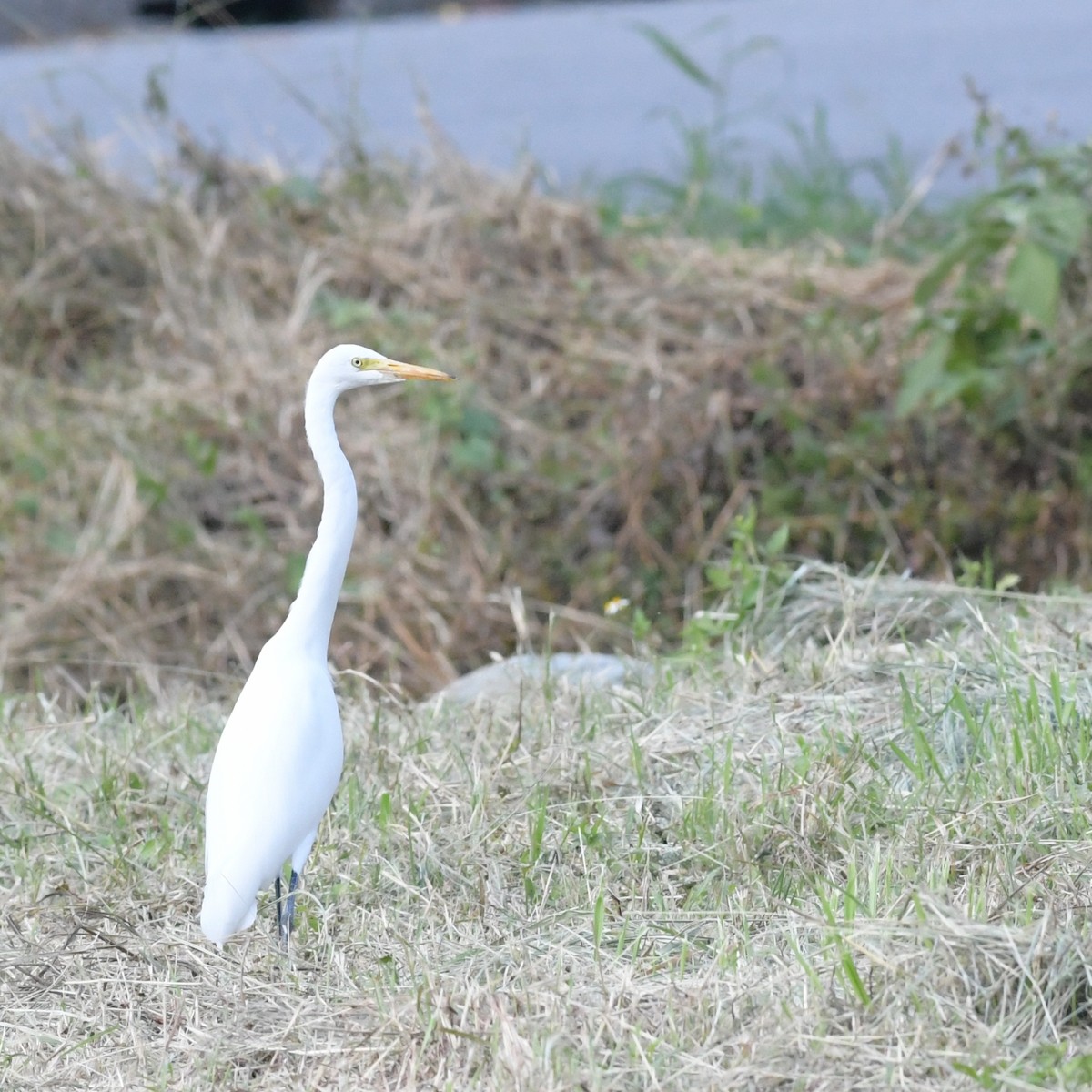 Medium Egret - ML644844072