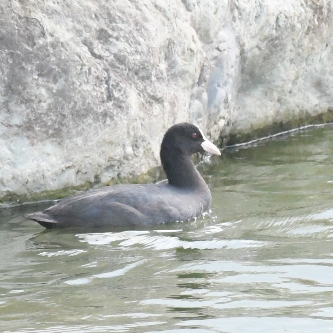 Eurasian Coot - ML644844073