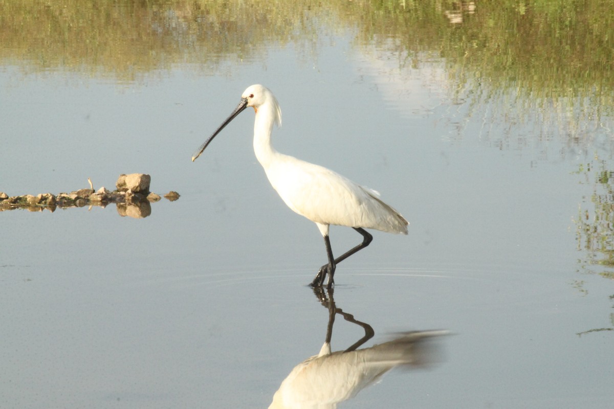 Eurasian Spoonbill - ML644844074