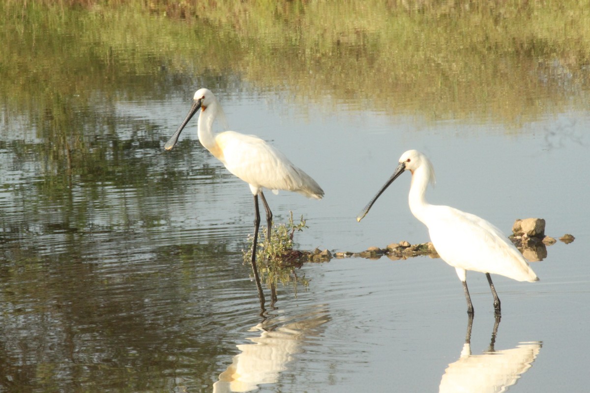 Eurasian Spoonbill - ML644844075