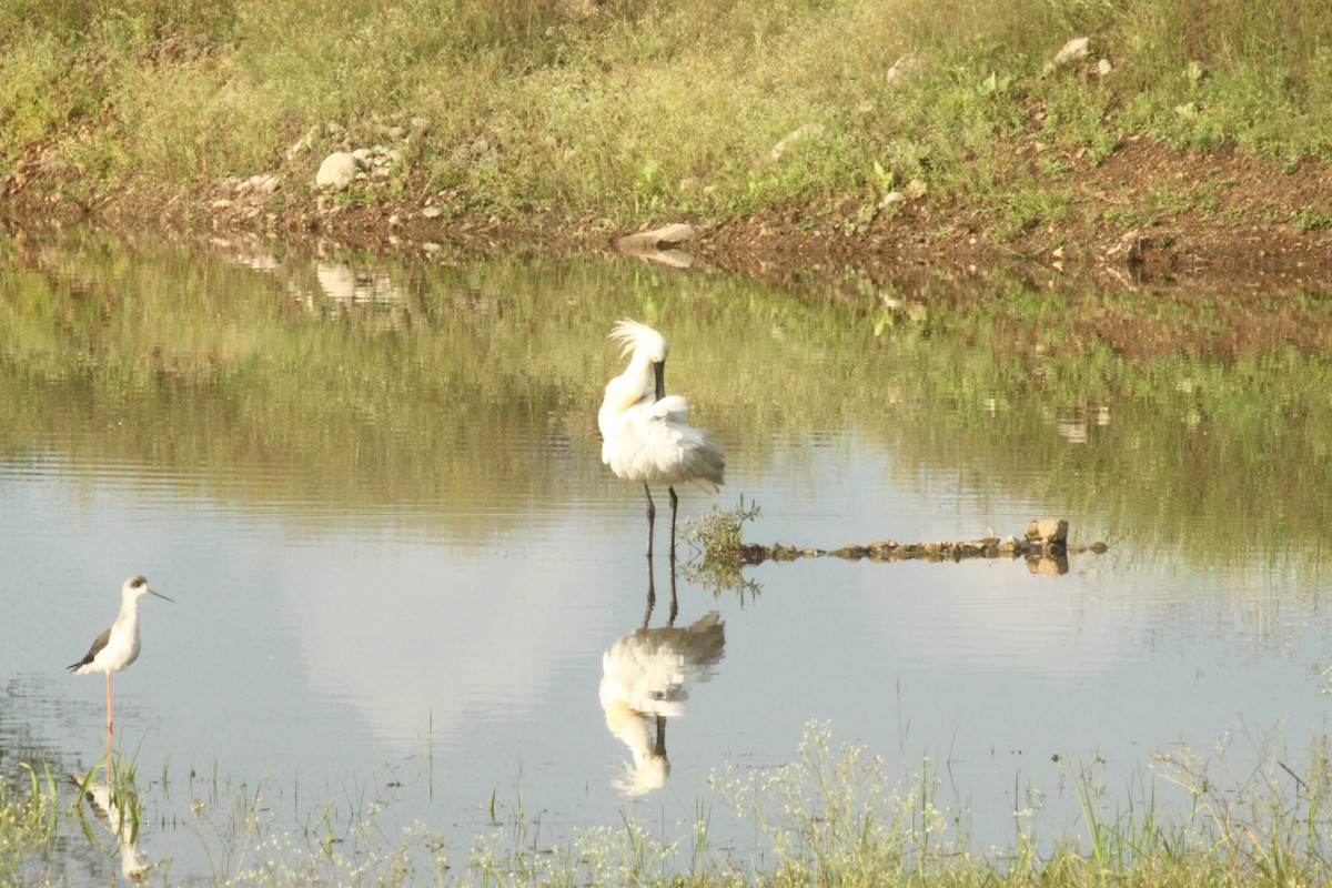 Eurasian Spoonbill - ML644844076