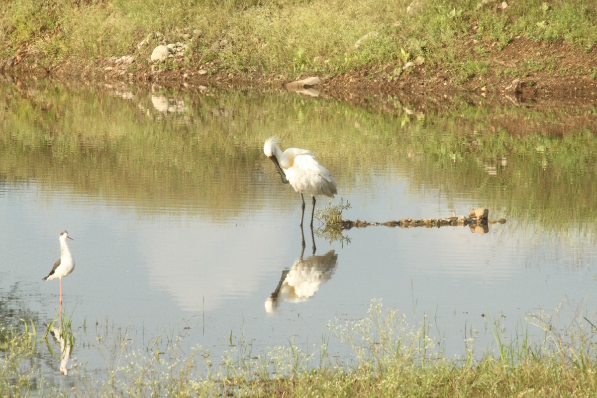 Eurasian Spoonbill - ML644844077