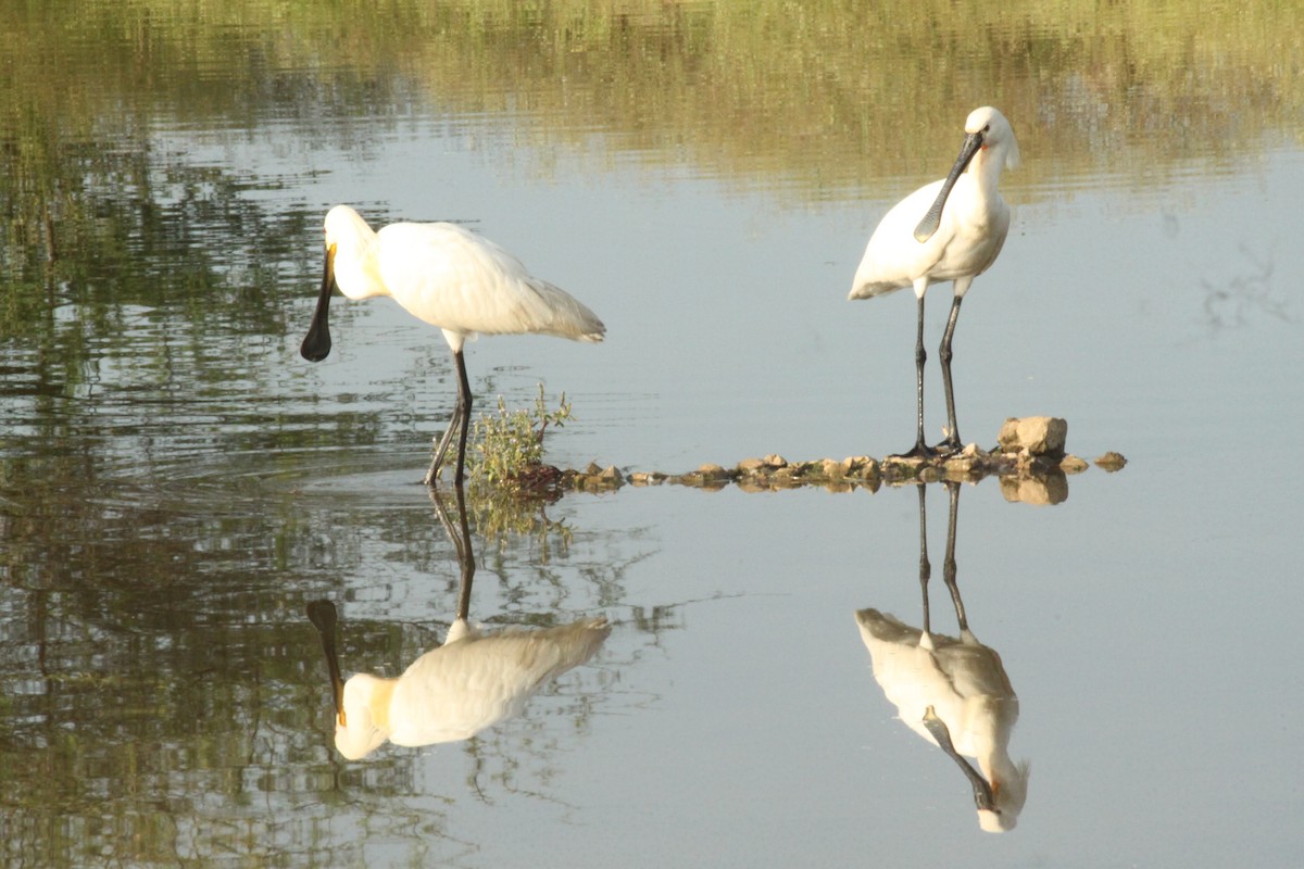 Eurasian Spoonbill - ML644844078