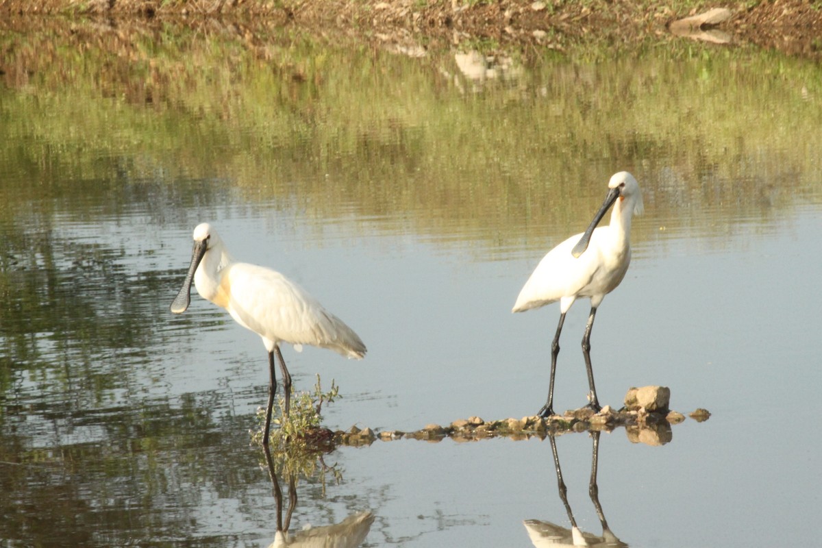 Eurasian Spoonbill - ML644844079