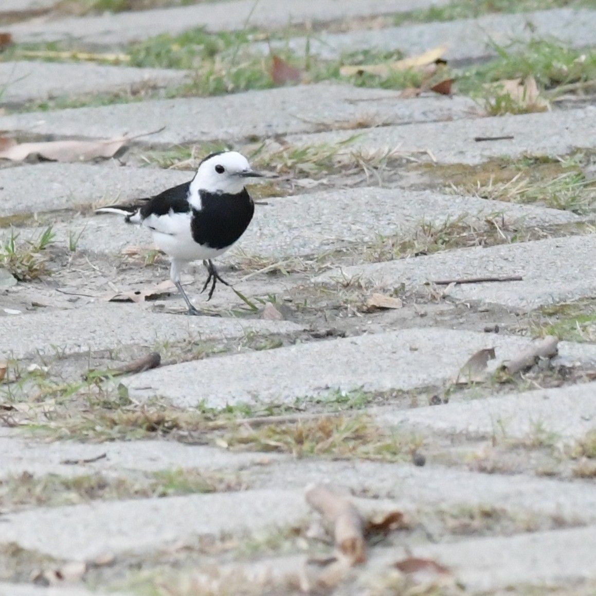 White Wagtail - ML644844080