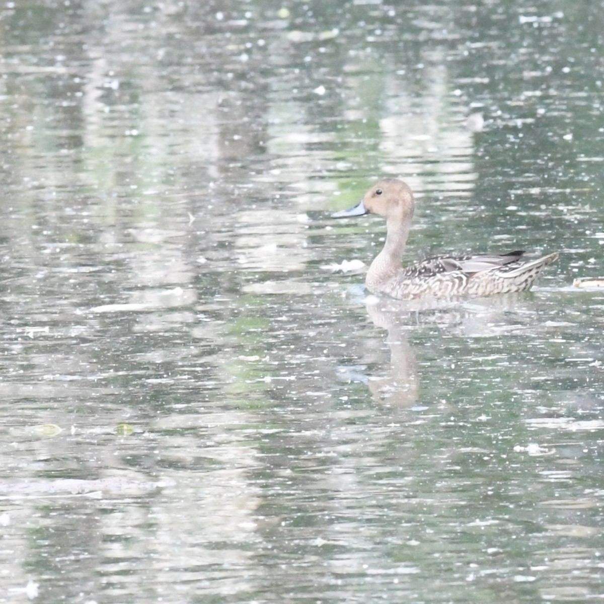 Northern Pintail - ML644844081