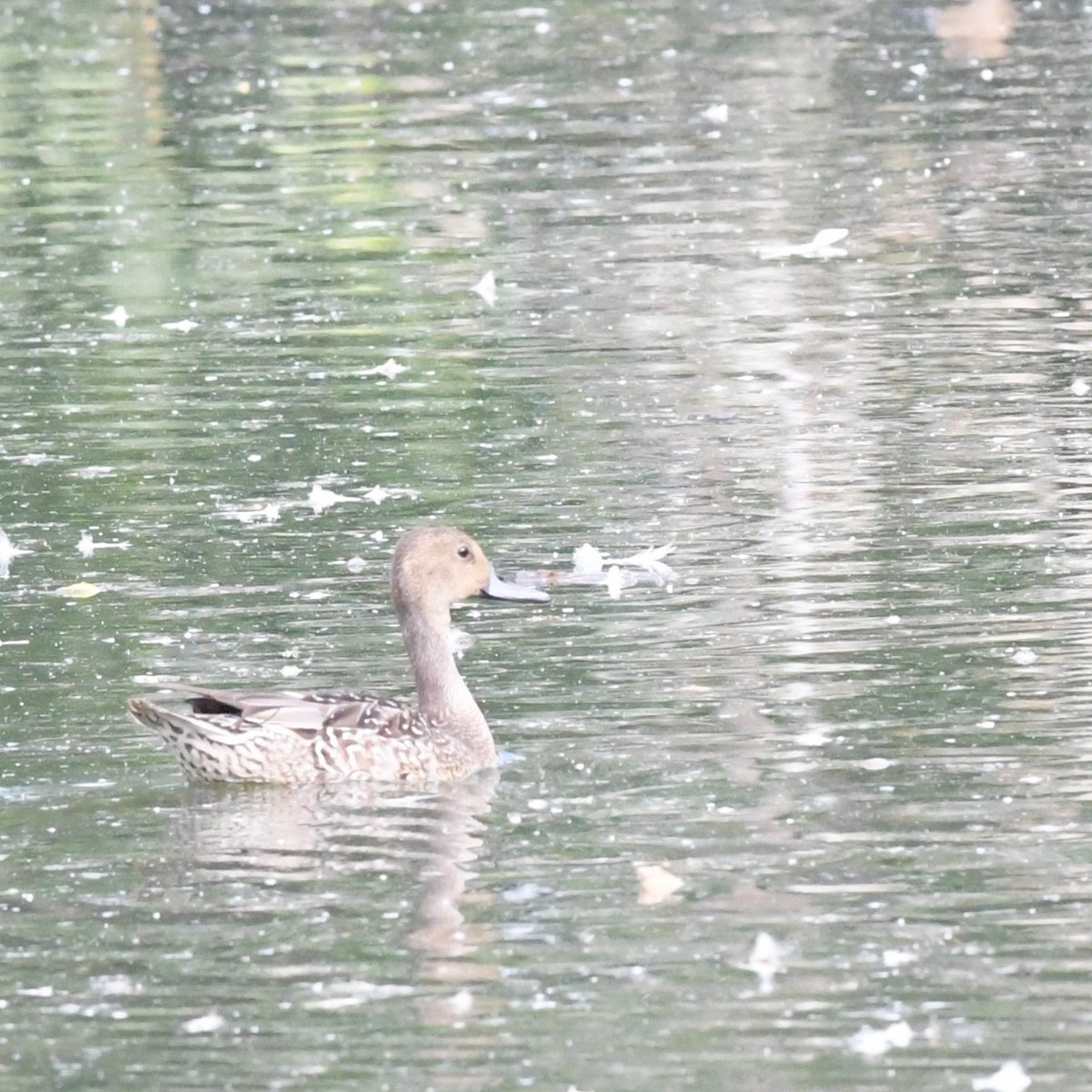 Northern Pintail - ML644844082