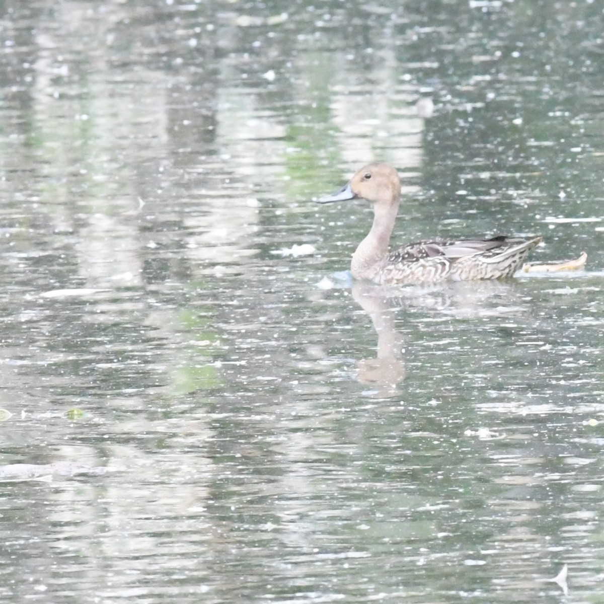 Northern Pintail - ML644844083
