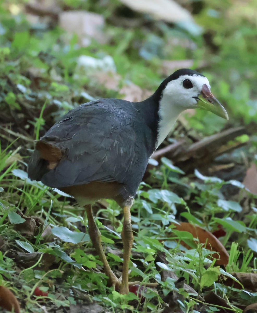 White-breasted Waterhen - ML644844084