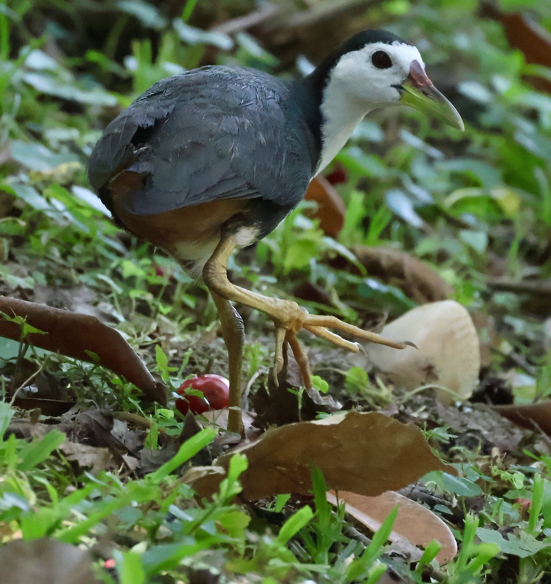 White-breasted Waterhen - ML644844085